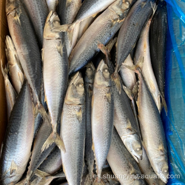 Pescado de caballa congelado Pacífico Pescado con bajo precio